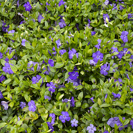 periwinkle flowers and green leaves on vinca