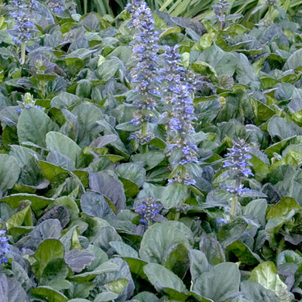 purple flowers and green foliage of ajuga groundcover