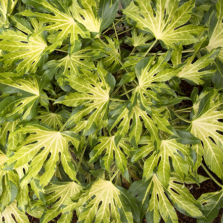 unique variegation of camouglage aralia