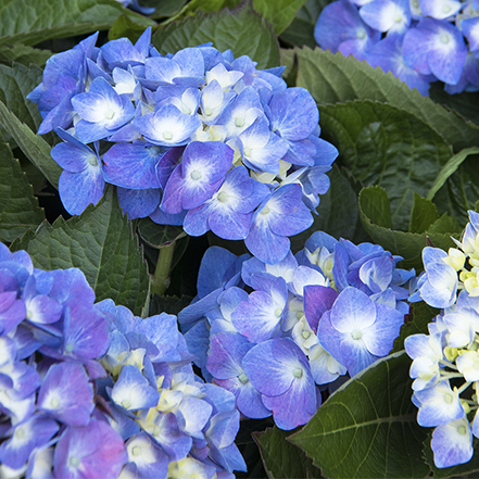 blue cape cod hydrangea blooms