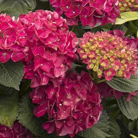 ruby red cape hatteras hydrangea