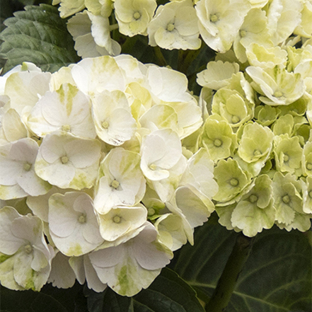 white cape lookout hydrangea flowers