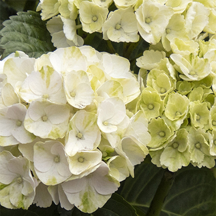 white cape lookout hydrangea flowers