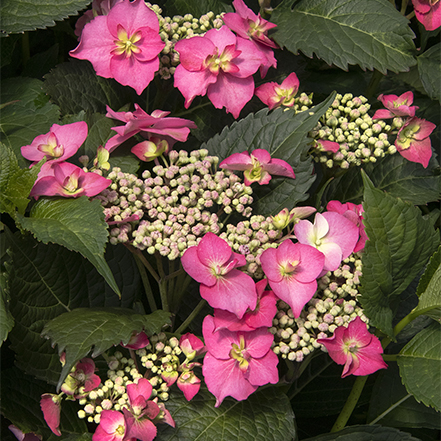 pink lacecap blooms