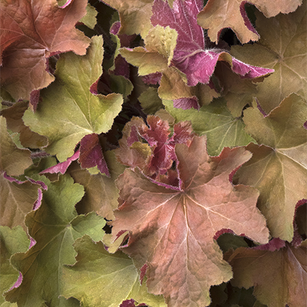 red, orange, gold, and rust colored foliage of caramel heuchera