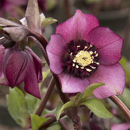 deep pink flower on cascade blush hellebore