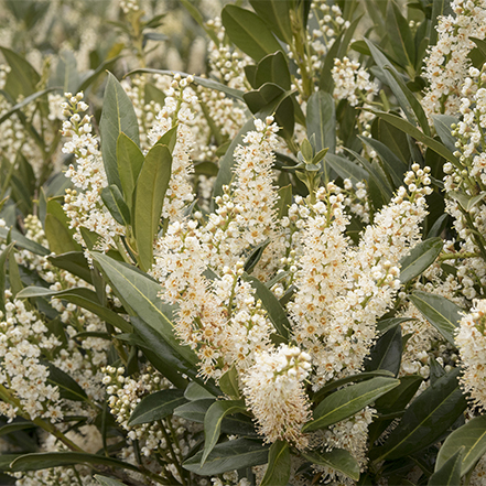 dwarf cherry laurel with creamy flower spikes