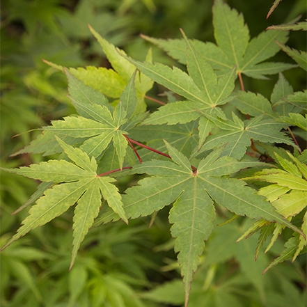 japanese maple leaves