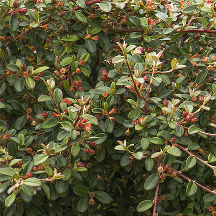 coral stems and green leaves on coral beauty cotoneaster