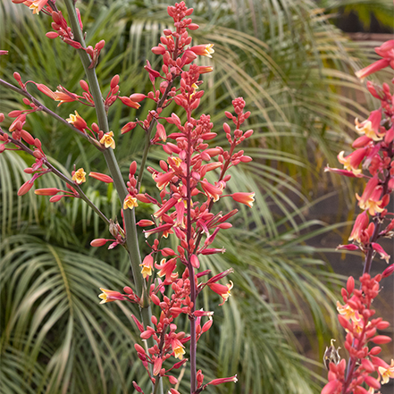 coral flowers on hesperaloe