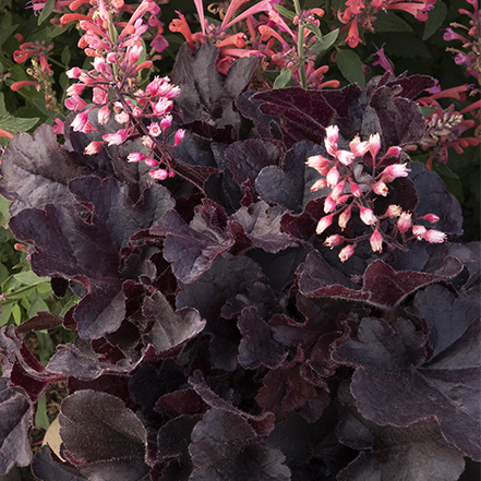 bright pink flowers and dark foliage of sirens song dark n bright heuchera