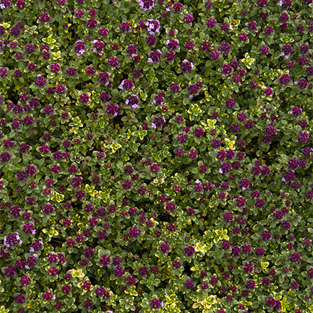 creeping thyme