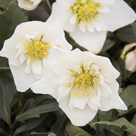 Winter Dreams™ Double Fantasy Hellebore