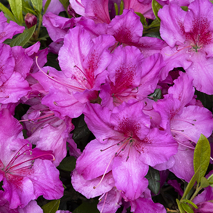 purple flowers on double shot grape azalea