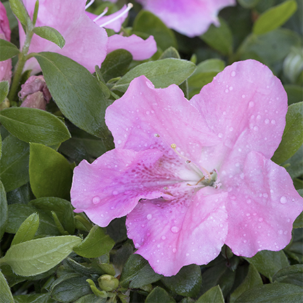 purple-pink flowers of double shot lavender azalea