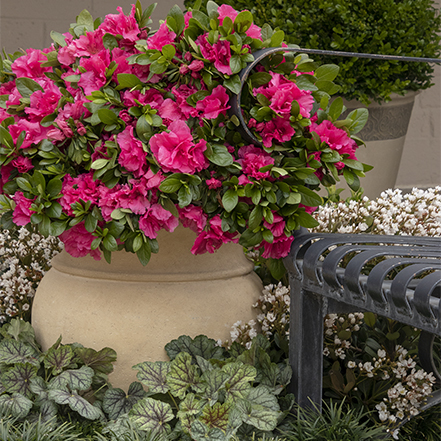 azalea in container