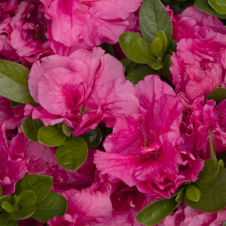 double shot watermelon azalea has bright pink flowers