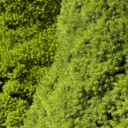 dwarf alberta spruce needles