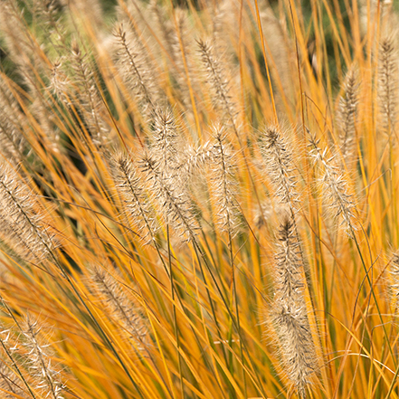 golden russet dwarf fountain grass foliage