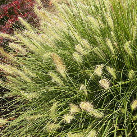 buff plumes on dwarf fountain grass