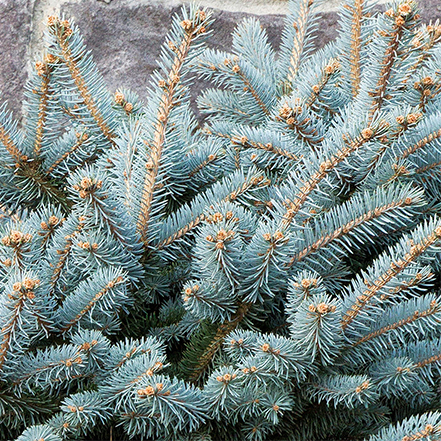 Dwarf Globe Blue Spruce