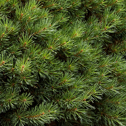 fine green needles on dwarf scotch pine