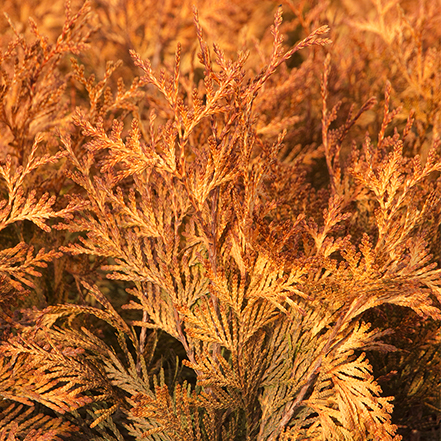 bright orange foliage on ember waves western arborvitae