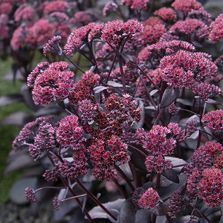 dark purple flowers and foliage of chocolate fountain stonecrop