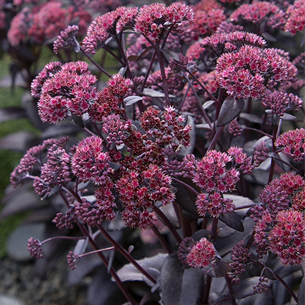 dark chocolate-purple leaves and flowers on sedum