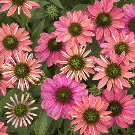 pink evolution coneflower