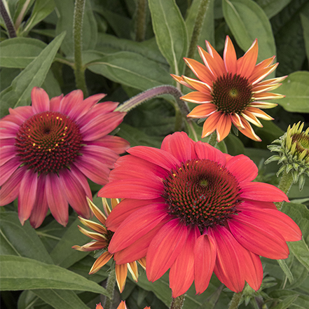 red coneflowers