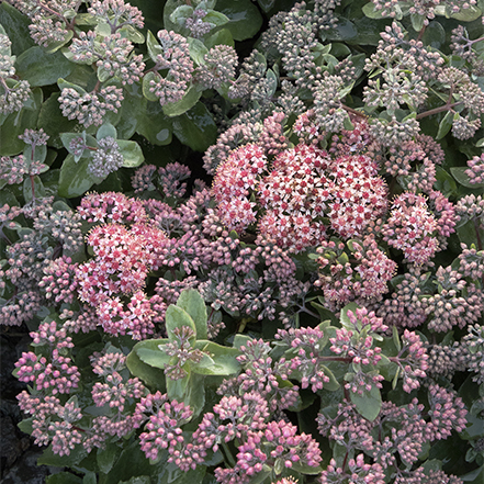 purple flowers on evolution purple crush sedum