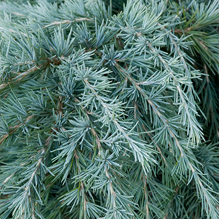 blue foliage on dwarf feelin blue deodar cedar