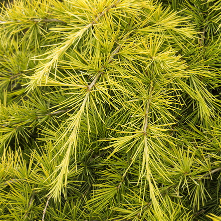 golden yellow foliage on feelin sunny deodar cedar