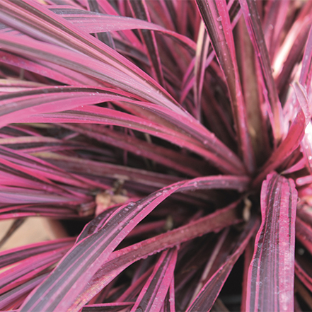 pink cordyline foliage