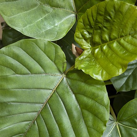 green ficus leaves