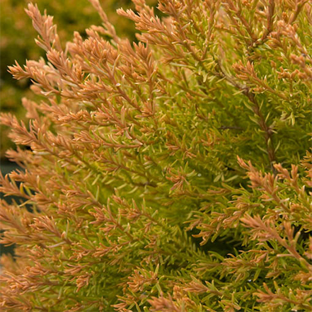 gold spring foliage of fire cief globe arborvitae