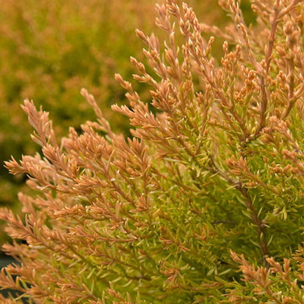 orange-tipped foliage of fire chief globe arborvitae