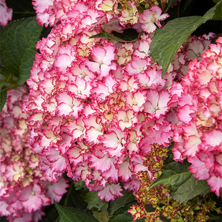 pink and white bicolor blooms of fire island hydrangea