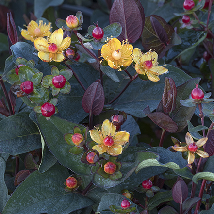 dark leaves, yellow flowers, and red berries on floralberry sangria st john's wort