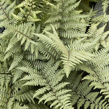 light green fronds of ghost fern