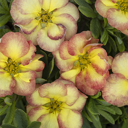 apricot and yellow flowers on hardy gingersnap potentilla