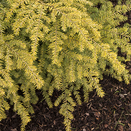 golden duke hemlock has yellow foliage