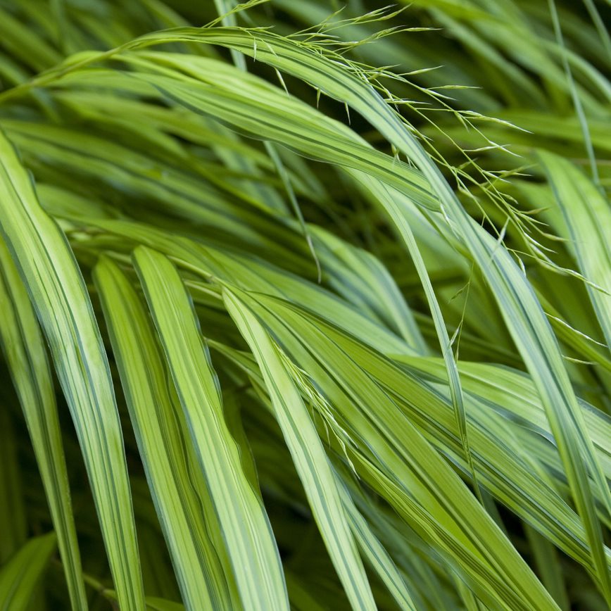 green grass foliage of japanese forest grass