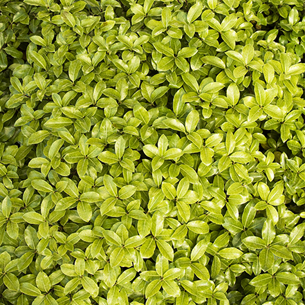 green pittosporum leaves