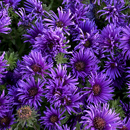 dark purple aster flowers bloom in late summer and fall