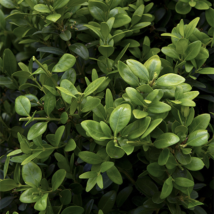 green boxwood leaves