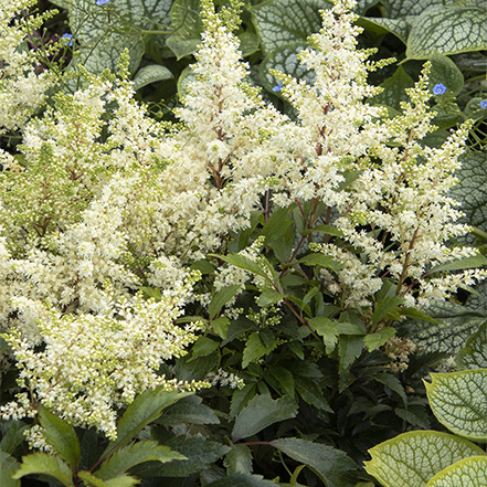 white astilbe flowers