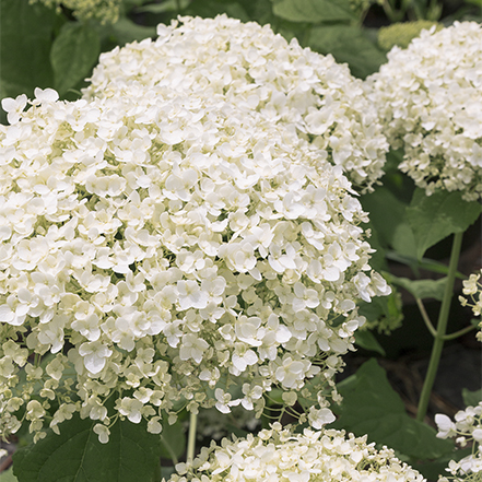 white bar harbor hydrangea flowers