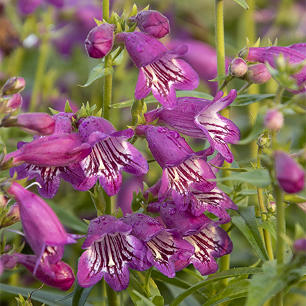 beardtongue penstemon shown here makes a great perennial cut flower